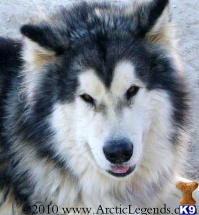 GIANT GIANT GIANT Alaskan Malamute Puppies